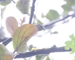 Zimmerius viridiflavus