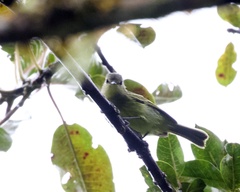 Zimmerius viridiflavus