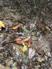 Bothrocophias microphthalmus