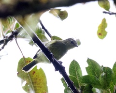 Zimmerius viridiflavus