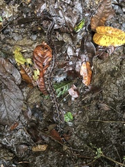 Bothrocophias microphthalmus