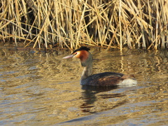 Podiceps cristatus