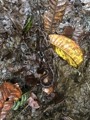 Bothrocophias microphthalmus