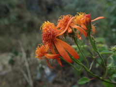 Pseudogynoxys haenkei