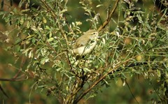 Phylloscopus ibericus