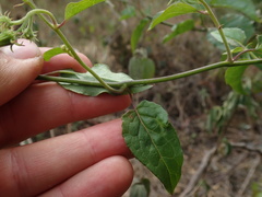 Pseudogynoxys haenkei