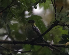 Pachyramphus versicolor