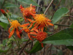 Pseudogynoxys haenkei