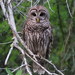 Florida Barred Owl - Photo (c) JeffreyGammon, some rights reserved (CC BY-NC), uploaded by JeffreyGammon