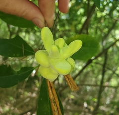 Exobasidium symploci