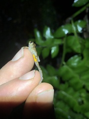 Pristimantis croceoinguinis