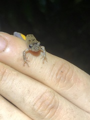 Pristimantis croceoinguinis