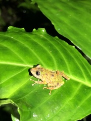 Pristimantis katoptroides