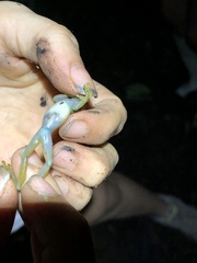 Rulyrana flavopunctata