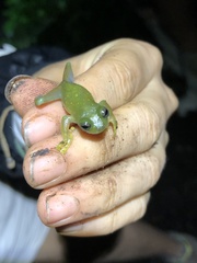 Rulyrana flavopunctata