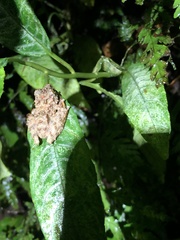 Pristimantis rubicundus
