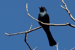 Phainopepla nitens