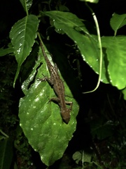 Gelanesaurus flavogularis