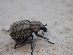 Brachycerus muricatus