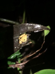 Pristimantis altamnis
