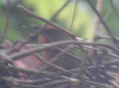 Phacellodomus erythrophthalmus