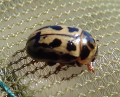 Gonioctena variabilis