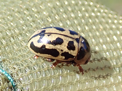 Gonioctena variabilis