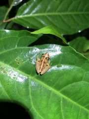 Pristimantis trachyblepharis