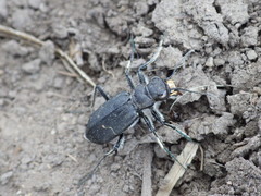 Cicindela nebraskana