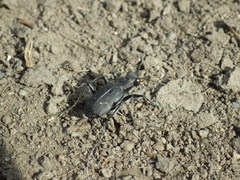 Cicindela nebraskana