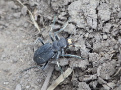 Cicindela nebraskana