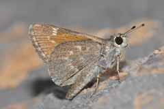 Amblyscirtes oslari