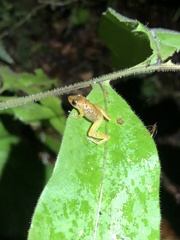 Pristimantis altamnis