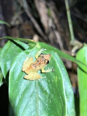 Pristimantis trachyblepharis