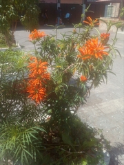 Leonotis