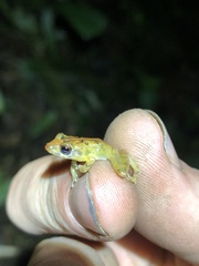 Pristimantis trachyblepharis