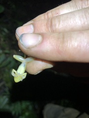 Pristimantis trachyblepharis