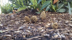 Morchella importuna