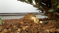 Morchella importuna