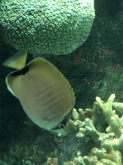 Chaetodon sedentarius