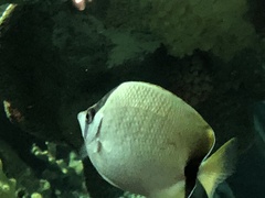 Chaetodon sedentarius