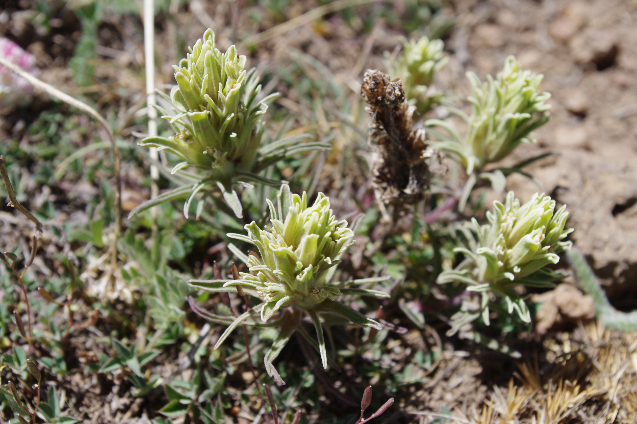 Castilleja pilosa var. steenensis