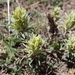 Steens Indian Paintbrush - Photo (c) Janel Johnson, some rights reserved (CC BY-NC), uploaded by Janel Johnson