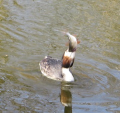 Podiceps cristatus