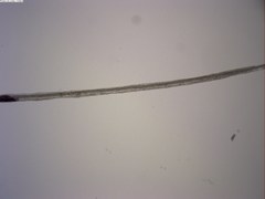 Ophiurida