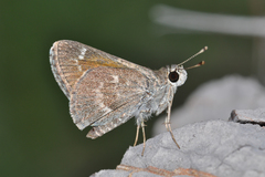 Amblyscirtes oslari