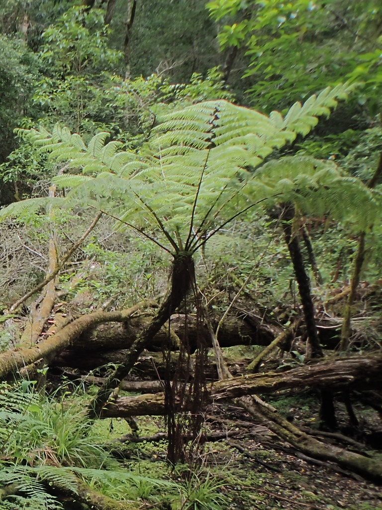 Identifying Alien Tree Ferns in the Western Cape · iNaturalist