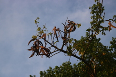 Dolichandrone spathacea