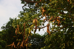 Dolichandrone spathacea