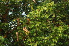 Dolichandrone spathacea